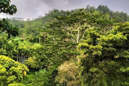 Sinharaja Rainforest Private Day Tour from Galle