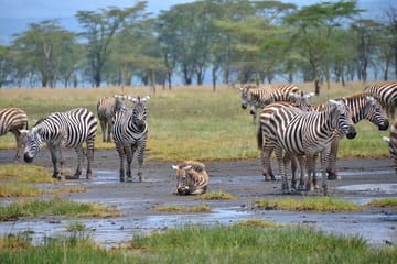 5- Days Safari to Maasai Mara, Lake Nakuru and Aberdares National Park