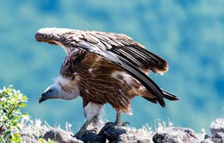 Private Birdwatching at 3 Unique Spots from Sofia