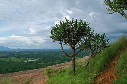 Pidurangala Day Tour From Negombo