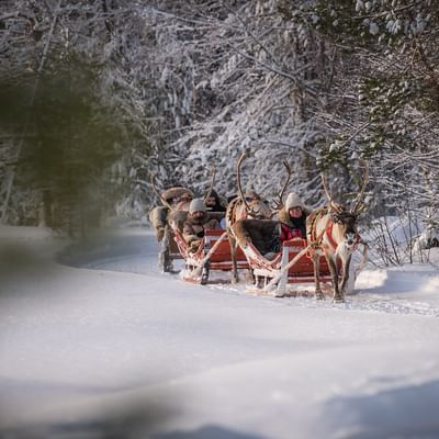 Aventura de invierno: Safari en trineo de renos en Rovaniemi