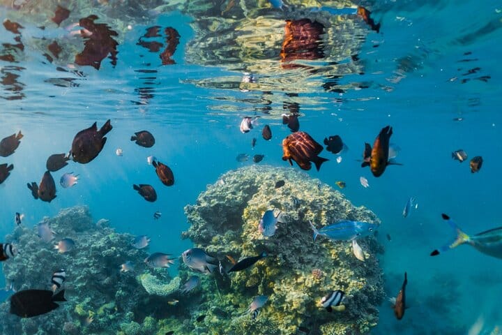 Semi Submarine under water Tour With Transfer in Sharm El-Sheikh