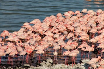 5-Day 4x4 Adventure Tour of Lake Nakuru and Maasai Mara