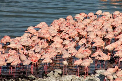 Spend 5 Days In Lake Nakuru Naivasha and Maasai Mara on 4×4 Jeep