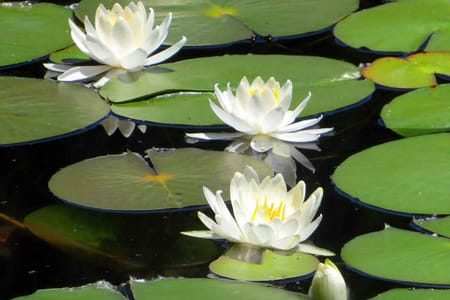 Green Serenity: Nature & Heritage Escape (Istanbul - Bursa - Bolu)