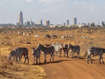 Nairobi Museum Snake Park Giraffe Center and Beads Center Tour