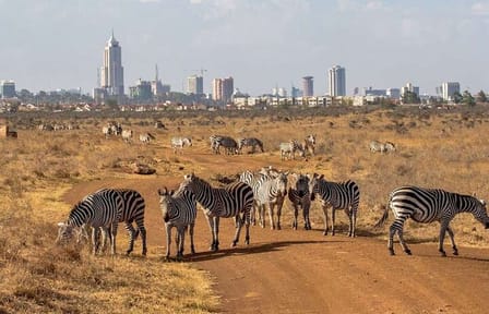 Nairobi National Park Game Drive Tour With Transfer