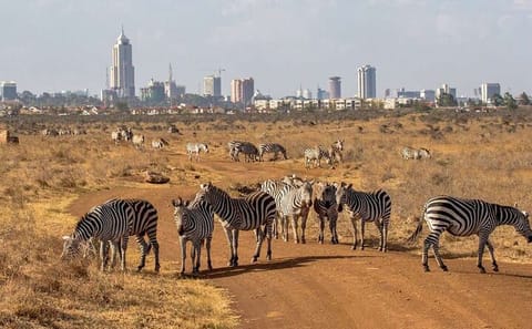 Nairobi National Park Game Drive with Hotel Transfers