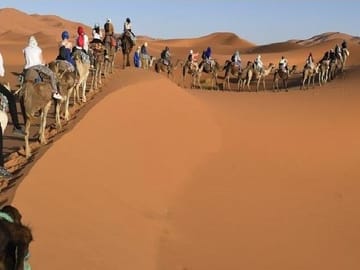 Desert camel