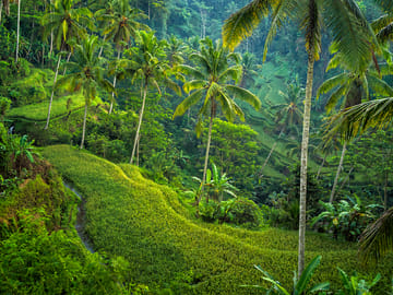 Bali Full-Day Sightseeing Trip with Lunch