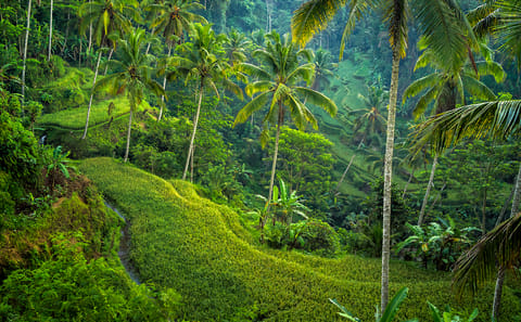 Bali Full-Day Sightseeing Trip with Lunch