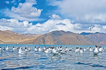 Pangong Lake Day Tour from Leh with Guided Experience