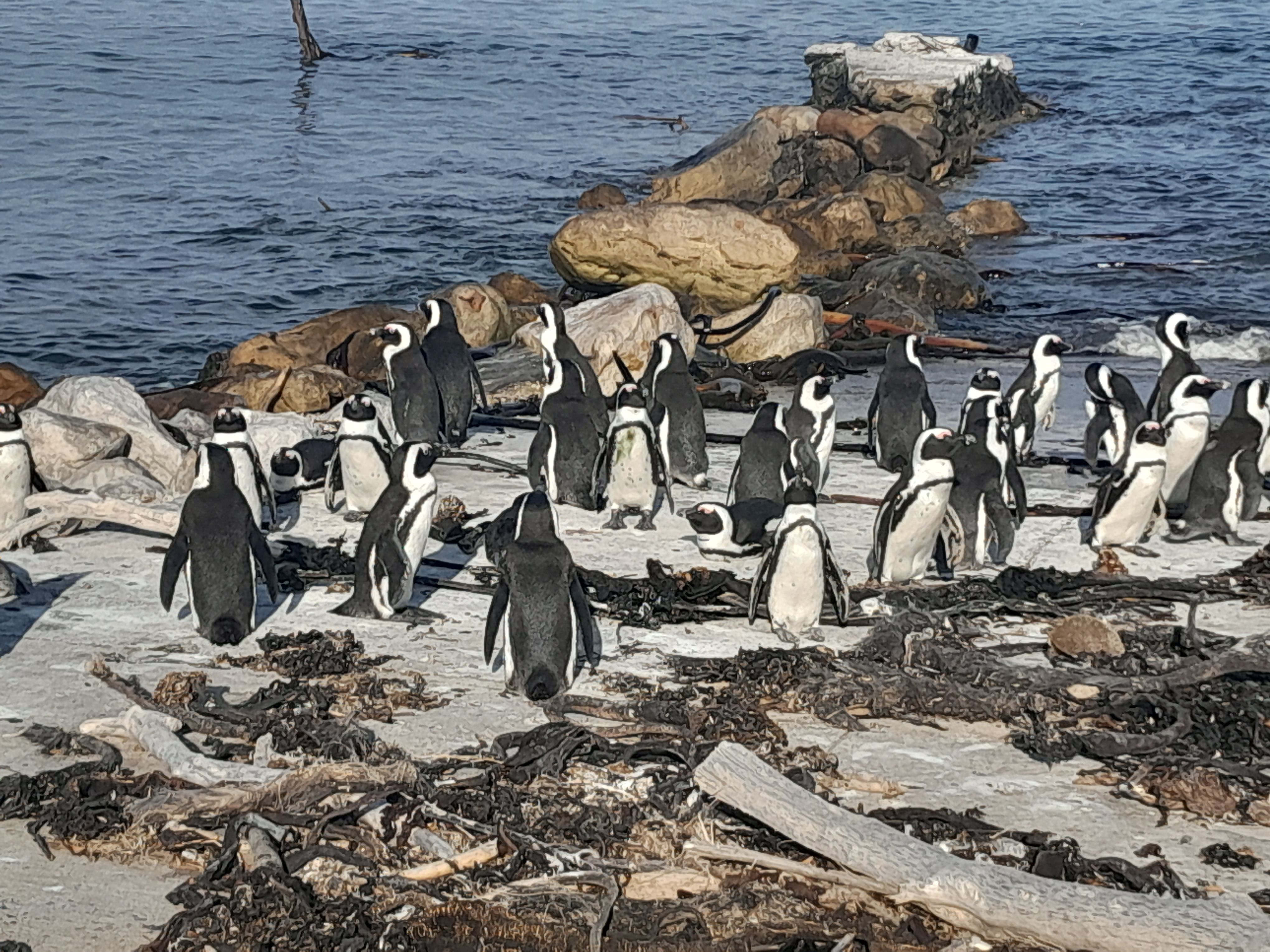 CAPE POINT, CAPE OF GOOD HOPE AND PENGUINS PRIVATE TOUR