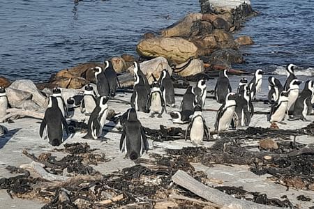 CAPE POINT, CAPE OF GOOD HOPE AND PENGUINS PRIVATE TOUR