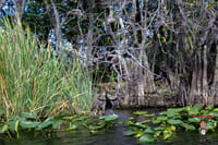 Miami's #1 Everglades Adventure: Airboat Ride, Gator Show, Park Entry & Free Transportation 5