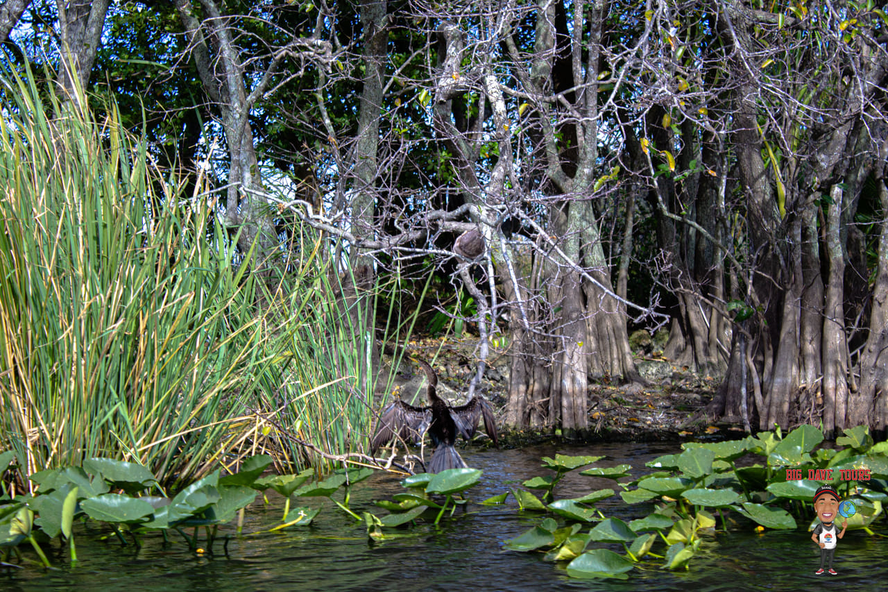 Miami's #1 Everglades Adventure: Airboat Ride, Gator Show, Park Entry & Free Transportation 5