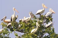 Prek Toal Birds Sanctuary & floating Village Private Tours from Siem Reap 9