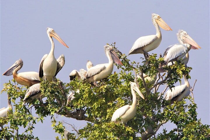 Prek Toal Birds Sanctuary & floating Village Private Tours from Siem Reap 9