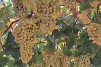 Wine Raki Olive Oil Tasting and Pottery - Private Tour  6