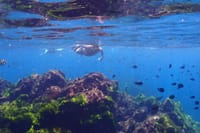 Explore Surin Islands: Ultimate Snorkeling Day Trip from Phuket 3