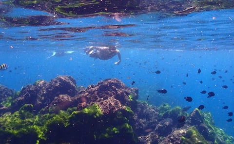 Surin Islands Snorkelling from Phuket
