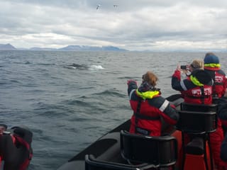 Whales, Puffins & Reykjavík, photo 13