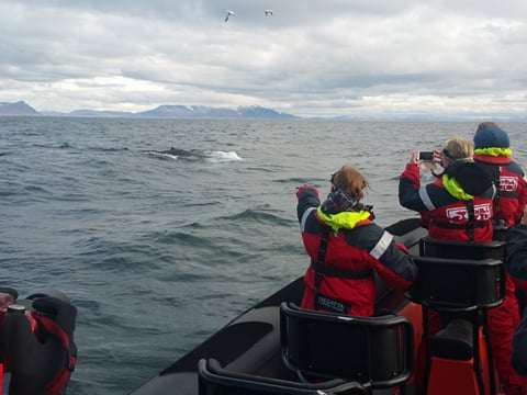 Whales, Puffins & Reykjavík, photo 13