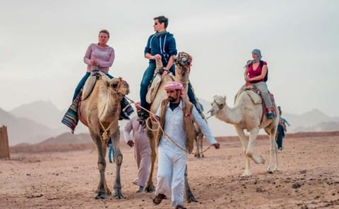 Desert Buggy Adventure and Camel Ride in Marsa Alam