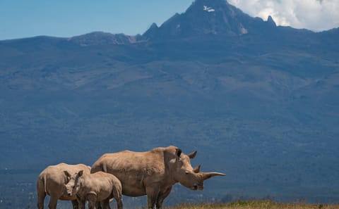 Nanyuki Overnight Safari Experience at Ol Pejeta Conservancy