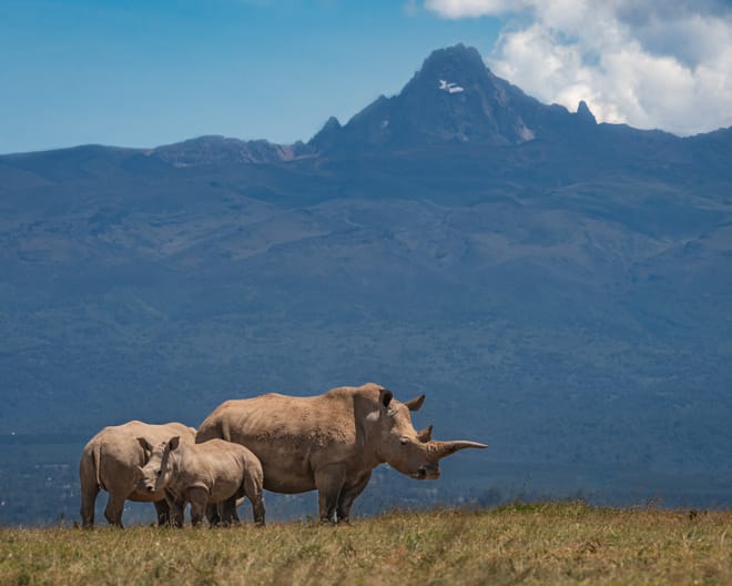 Nanyuki Overnight Safari - Ol Pejeta Conservancy  photo 2