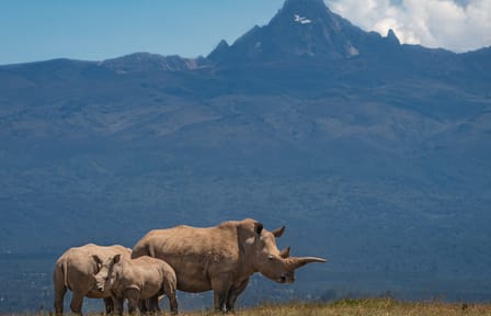 Nanyuki Overnight Safari Experience at Ol Pejeta Conservancy
