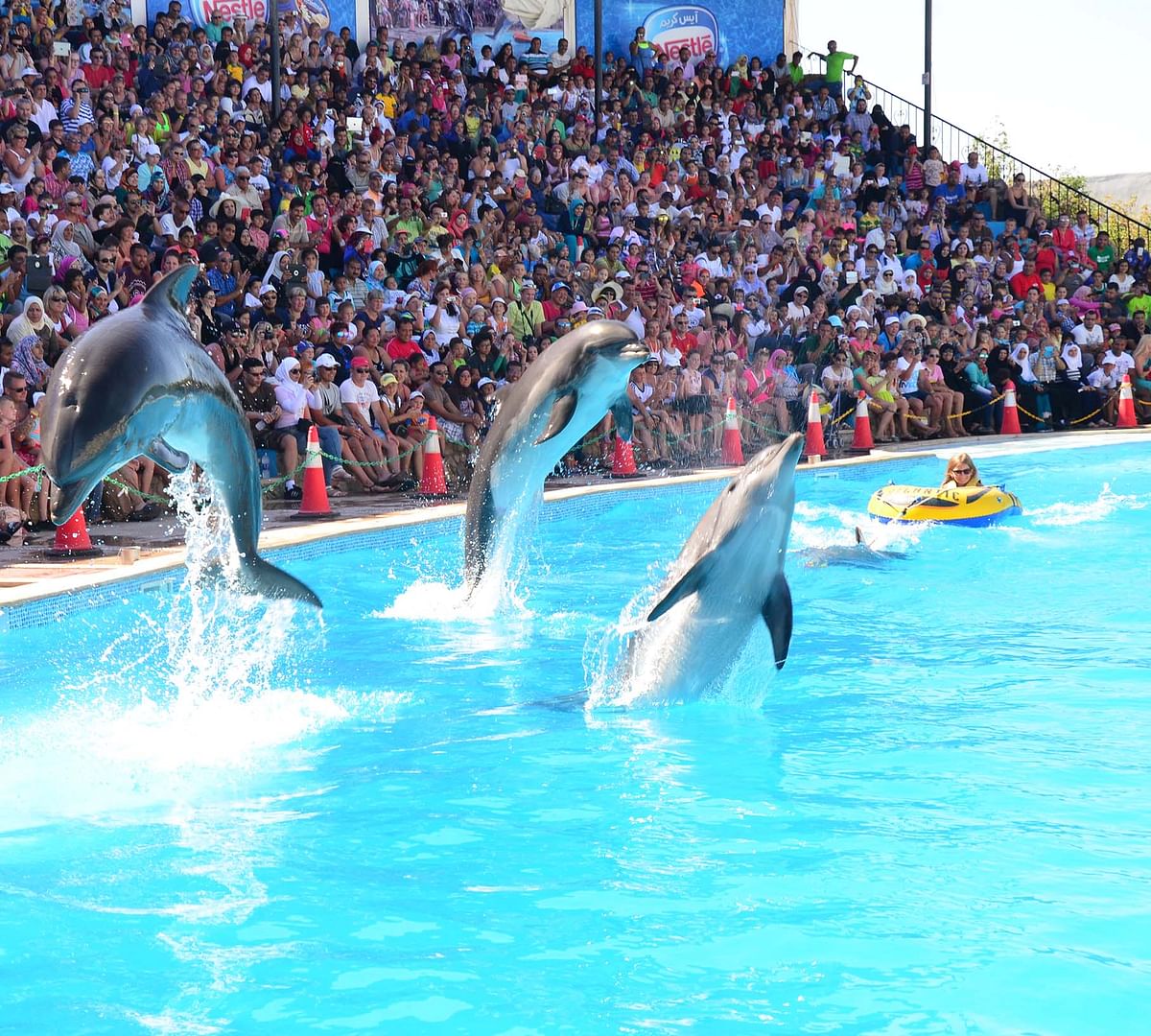 Dolphin Show & Interactive Swimming Experience in Sharm El Sheikh