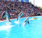 Dolphin Show & Swimming in Sharm EL Sheikh 6