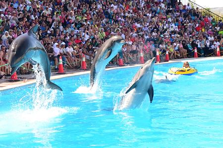 Dolphin Show & Interactive Swimming Experience in Sharm El Sheikh