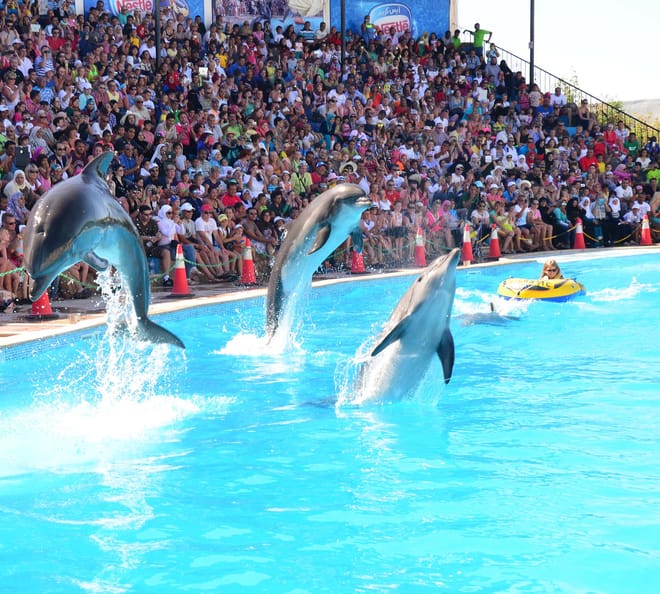 Dolphin Show & Swimming in Sharm EL Sheikh