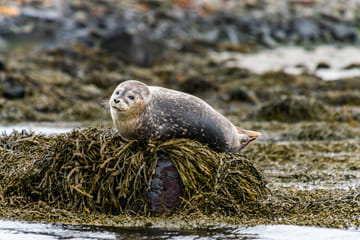 Private Adventure Tour of Snæfellsnes Peninsula in Iceland