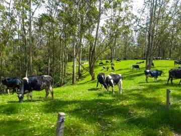 Nuwara Eliya and Ambewela Farm Nature Tour from Colombo