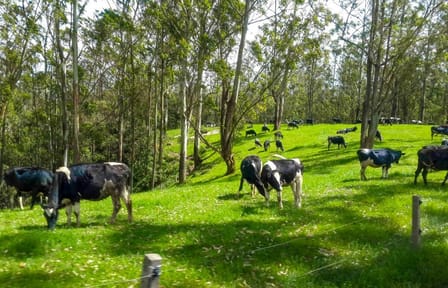 Nuwara Eliya and Ambewela Farm Nature Tour from Colombo