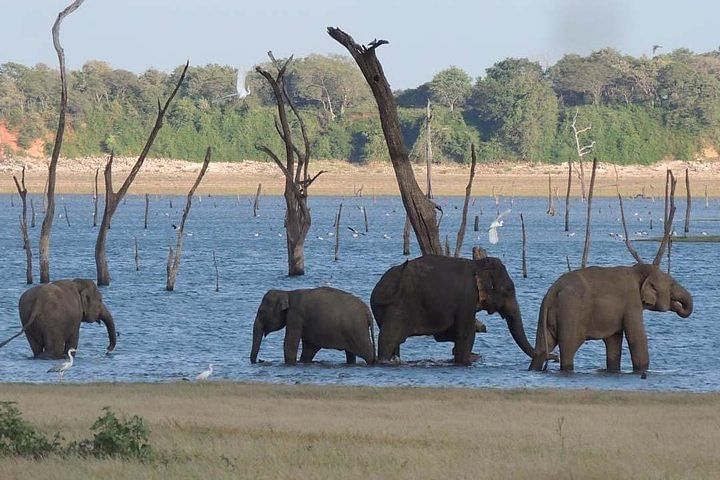 Kaudulla National Park Safari: Explore Elephants and Biodiversity