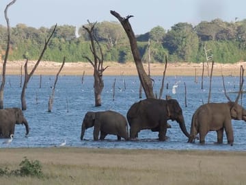 Kaudulla National Park Safari Experience from Sigiriya