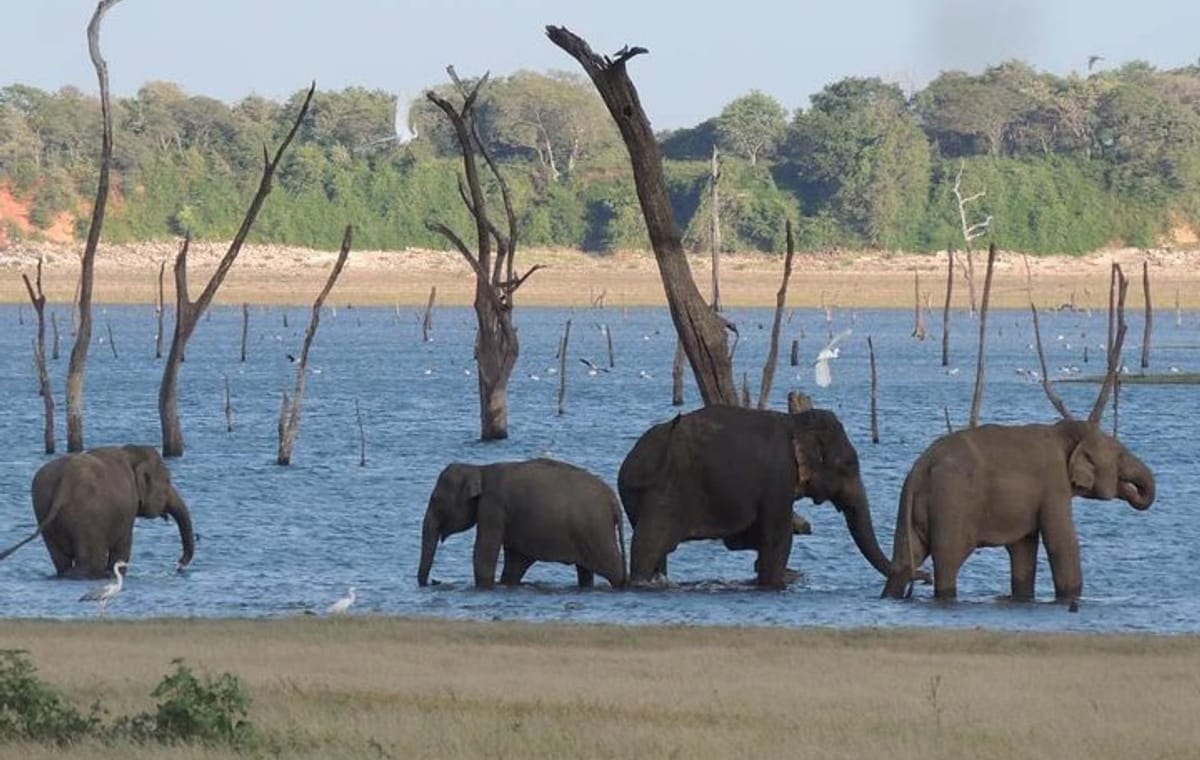 Kaudulla National Park Safari from Sigiriya