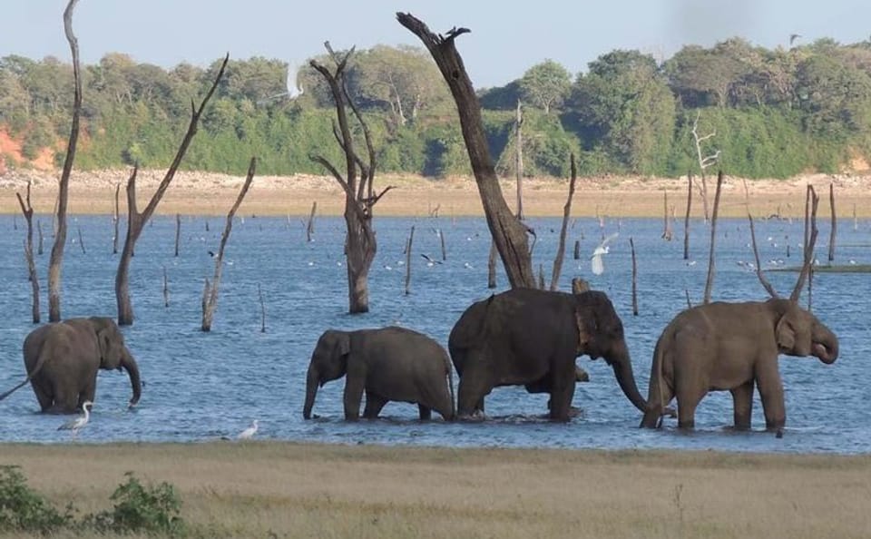 Kaudulla National Park Safari Experience from Sigiriya