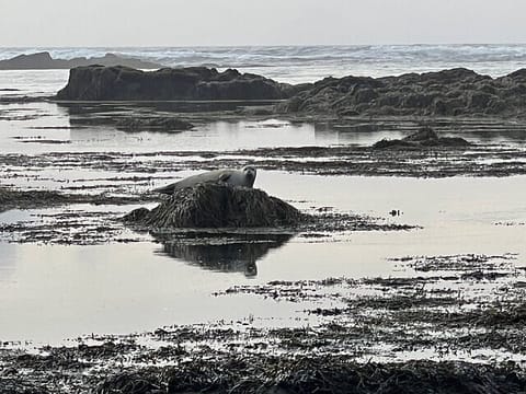 Snaefellsnes Peninsula Private Tour, photo 5