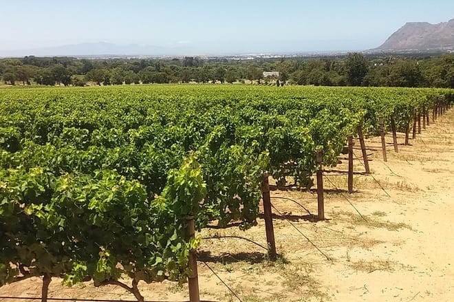 Vineyard
