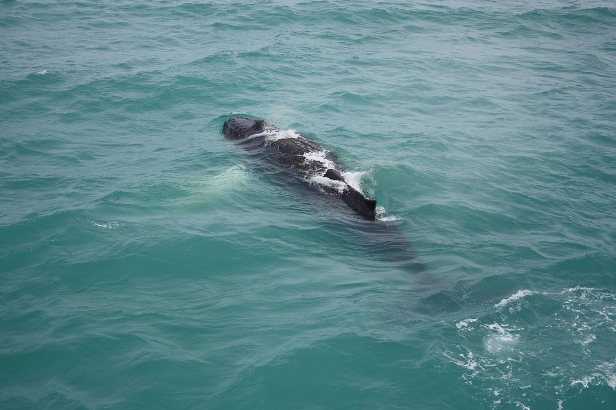 Whale Watching and Puffin Tour: Explore Iceland's Wildlife from Old Harbour in Downtown Reykjavik