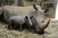 Ol Pejeta Conservancy Day Tour from Nairobi 9