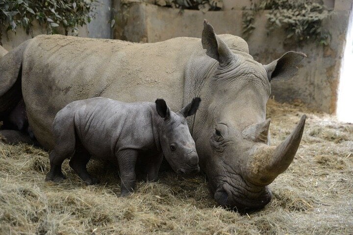 Ol Pejeta Conservancy Day Tour from Nairobi 9