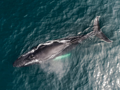 Humpback whale