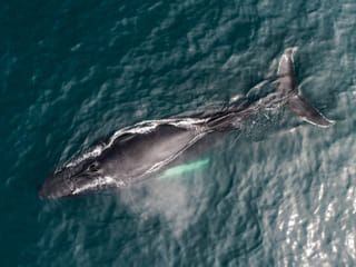 Humpback whale