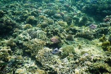 Full-Day Snorkeling Tour in Phu Quoc Island, Vietnam